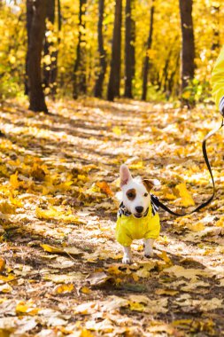 Sonbahar parkında Jack Russell Terrier ile oynayan bir çocuk. Çocuk ve Jack Russell Terrier köpeği.
