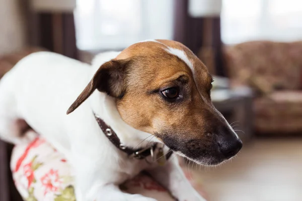 Jack Russell Terrier acostado en casa. Mascotas y concepto doméstico . — Foto de Stock