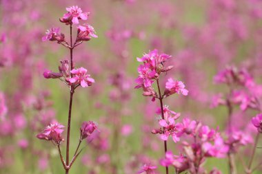 Alan kırmızı çiçek campion