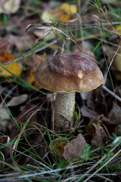 Entre as folhas da terra crescendo cogumelo comestível — Fotografia de Stock