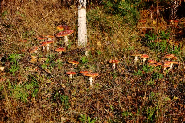 Отруйний гриб желатин Мухомор червоний — стокове фото