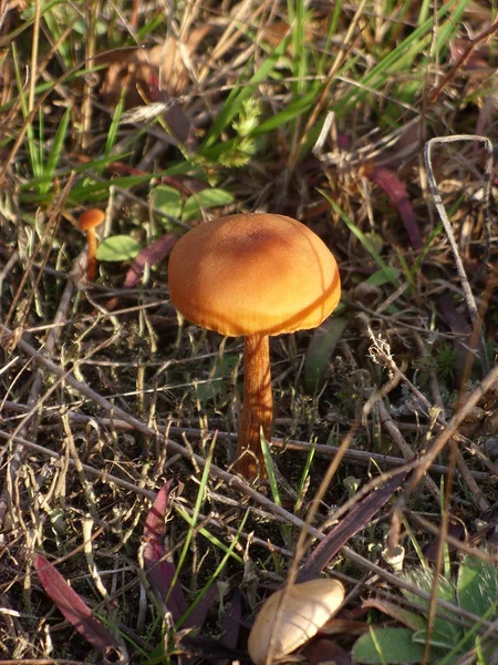 Ядовитый несъедобный гриб — стоковое фото