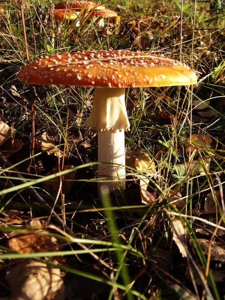 Ядовитый несъедобный гриб красный Amanita — стоковое фото