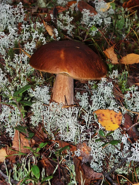 Съедобные белые грибы, растущие на мху — стоковое фото