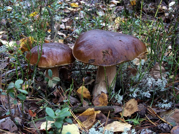 Два білих гриби ростуть на моху — стокове фото