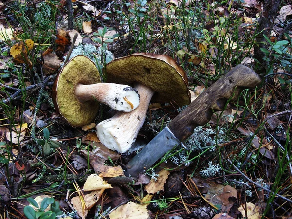 Два белых гриба режут ножом и лежат на мху. — стоковое фото