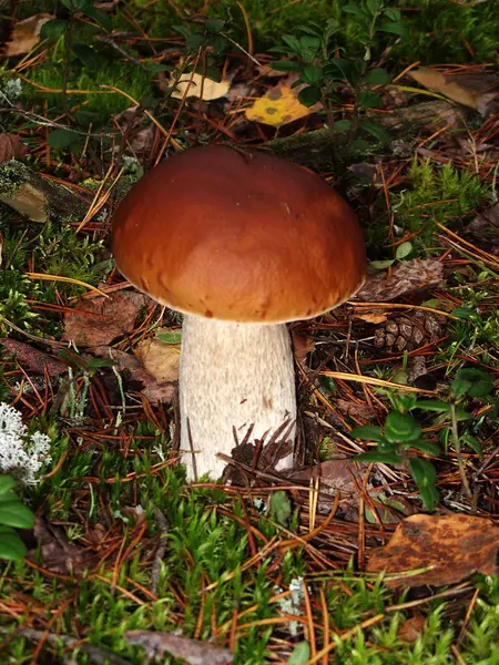 Fungo branco comestível que cresce em um musgo — Fotografia de Stock