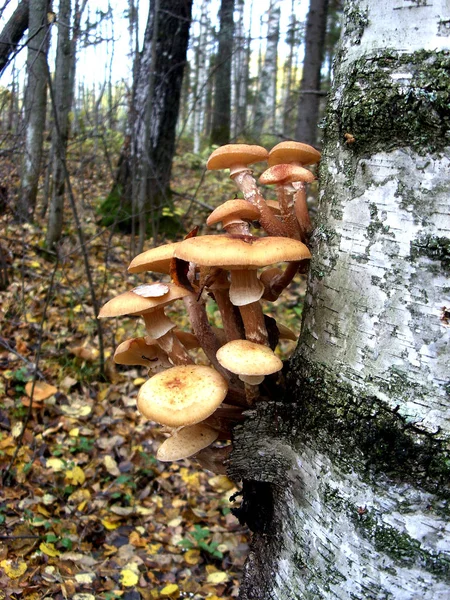 На стовбурі берези вирощують їстівні гриби медову агарику — стокове фото