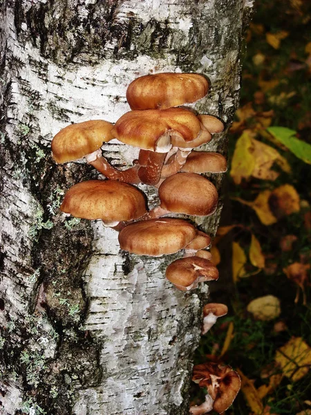 No tronco da árvore de vidoeiro crescem cogumelos comestíveis mel agarics — Fotografia de Stock