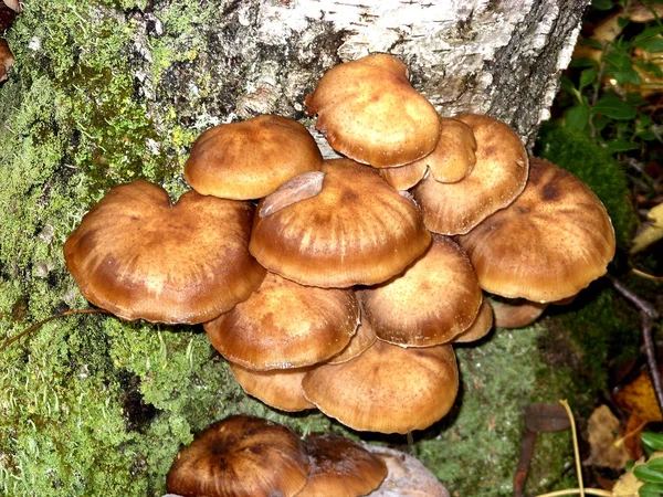 På stammen av Björk träd växa ätliga svampar honung agarics — Stockfoto