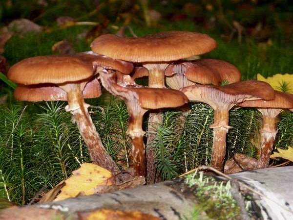 Cogumelos venenosos não comestíveis fungo — Fotografia de Stock