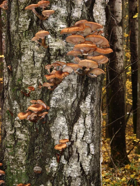 На стовбурі берези вирощують їстівні гриби медову агарику — стокове фото