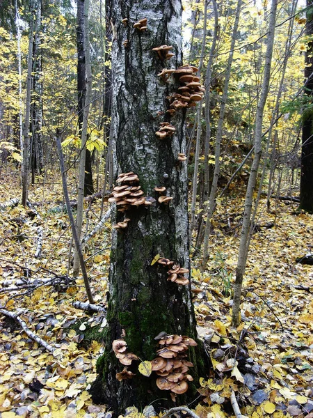 No tronco da árvore de vidoeiro crescem cogumelos comestíveis mel agarics — Fotografia de Stock