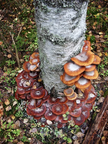 На стволе березы растут съедобные грибы медовые агарики — стоковое фото