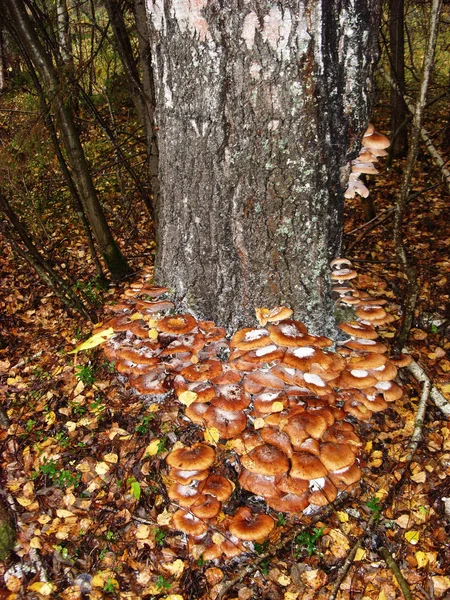 На стволе березы растут съедобные грибы медовые агарики — стоковое фото