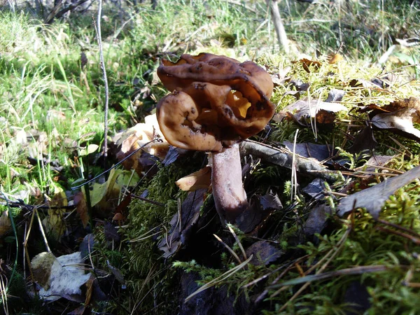 Giftiga oätliga svampar svamp — Stockfoto