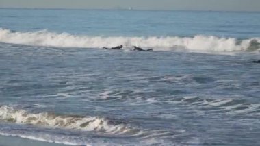 Santa Monica Pier yakınındaki üç sörfçü.