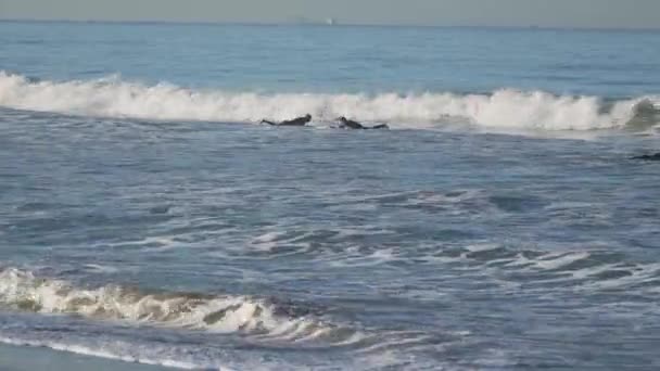 Drie surfers in de buurt van de Santa Monica Pier. — Stockvideo