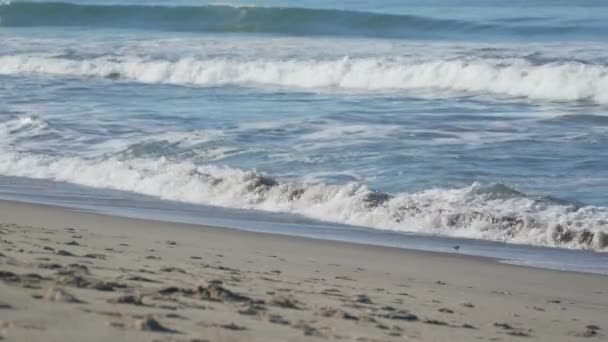 Santa monica beach, California — Stok video
