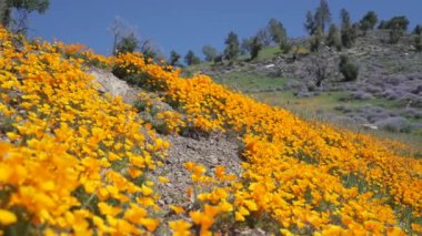 Los Padres Ulusal Ormanı çiçeklenir