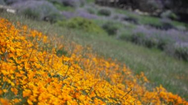 Parlak turuncu California haşhaş Royal Lupine yakınındaki