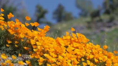 Esinti turuncu California haşhaş Royal Lupine alan