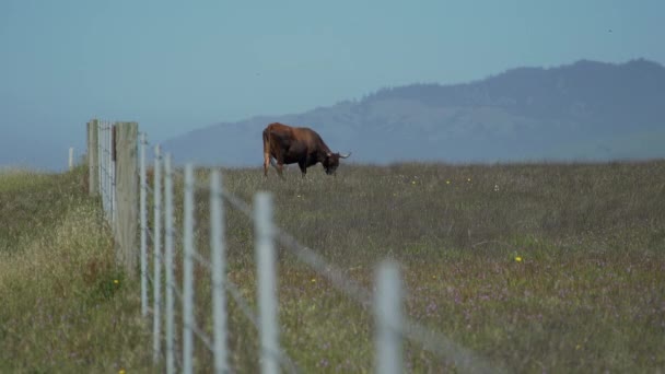 美しい牛、fance の近くをかすめる — ストック動画