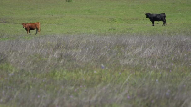 Twee koeien gras op een zonnige ochtend waardplanten — Stockvideo