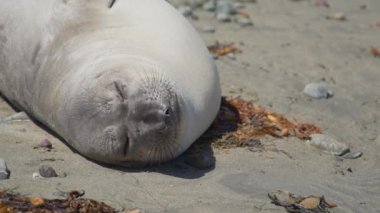 Bir fili San Simeon California yakınındaki plajda uyku yüzü