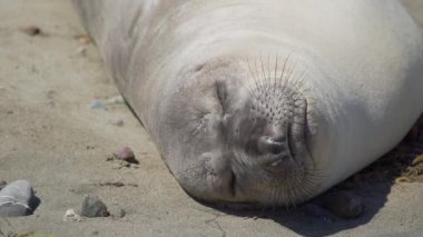 San Simeon Californi yakınındaki plajda uyuyan bir fili, yakın çekim