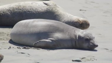 İki deniz aslanlarının San Simeon California yakınındaki sahilde sunning