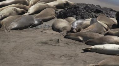 Bir düzine deniz aslanlarının San Simeon California yakınındaki