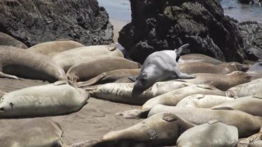 Deniz aslanlarının üst üste San Simeon California tırmanmak