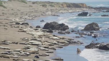 Deniz aslanlarının San Simeon California yakınındaki büyük koloninin aşağı kaydırmak