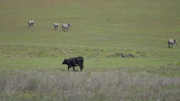 Zèbres pâturant sur un jour de printemps ensoleillé près du bétail 