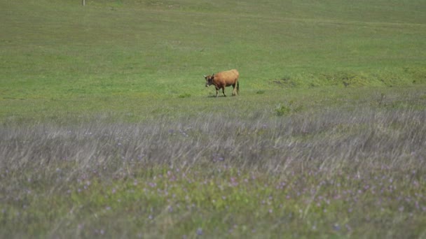 Une vache brune marche à travers un champ — Video