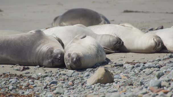 Seis elefantes marinos duermen en la playa cerca de San Simeón California — Vídeo de stock