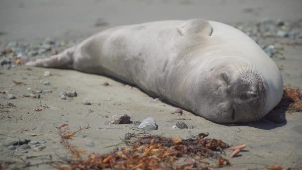 Fredliga sjöelefant sover på stranden nära San Simeon i Kalifornien — Stockvideo