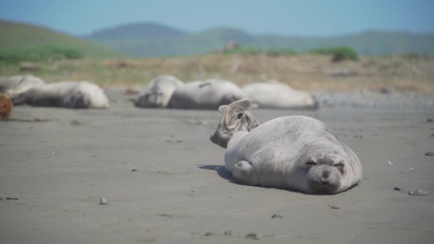 Elephant seal stretches on the beach near San Simeon California — Stock Video