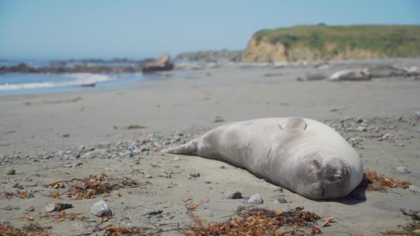 Здоровый тюлень-слон спит на пляже около Сан-Симеон Калифорния — стоковое видео