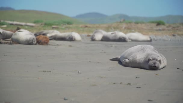 Elefantenrobbe überschlägt sich am Strand bei San Simeon in Kalifornien — Stockvideo