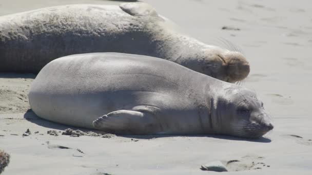 Два тюленя-слона загорают на пляже возле Сан-Симеон Калифорния — стоковое видео