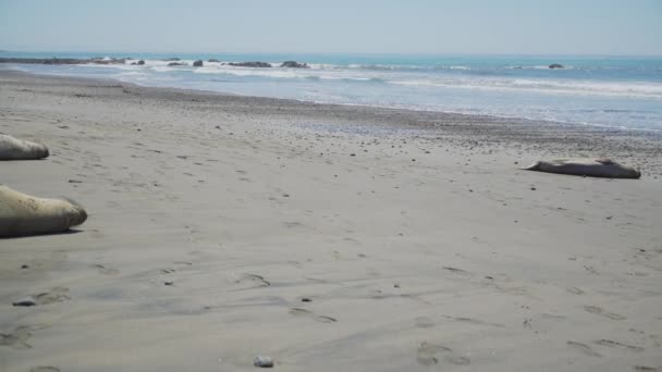 Sartén izquierda de elefantes marinos en la playa cerca de San Simeón California — Vídeo de stock