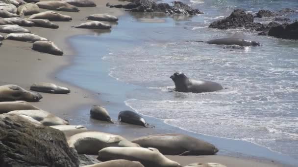 Elephant seal comes ashore near San Simeon California — Stock Video