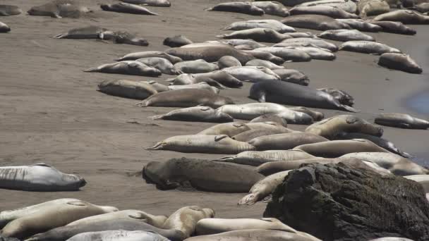 Veduta della grande colonia di foche elefante vicino a San Simeone California — Video Stock