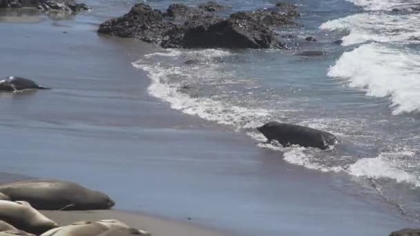 Elefante en el oleaje cerca de San Simeón California — Vídeos de Stock