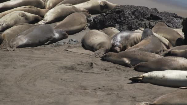 Více než tucet Elephant seals poblíž San Simeon Kalifornie — Stock video