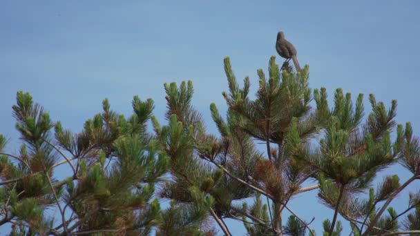 En grå fågel sjunger från en gren, sedan flyger iväg — Stockvideo