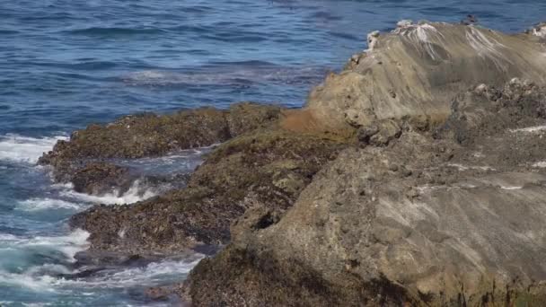 Barnacle cobriu rochas ao longo da costa da Califórnia — Vídeo de Stock