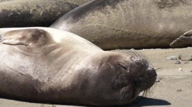 Genç deniz fili San Simeon California uyur